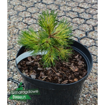 Sosna hakowata kosodrzewina - BILLABONG - Pinus mugo var. uncinata