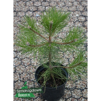 Sosna czarna odm. austriacka - Pinus nigra var. austriaca