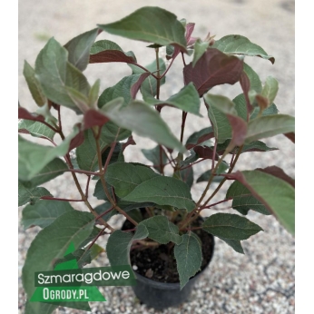 Hortensja kosmata/omszona - HOT CHOCOLATE - Hydrangea aspera