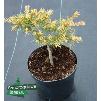 Sosna drobnokwiatowa - OGON JANOME - Pinus parviflora  