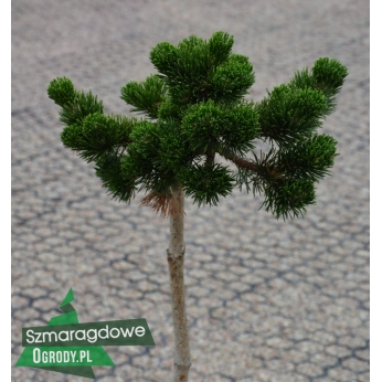Sosna górska - JACOBSEN - szczepiona na pniu ok 100cm (Pinus mugo)