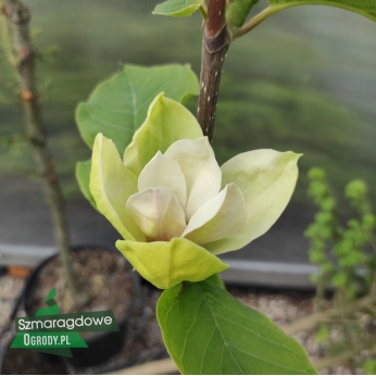 Magnolia - SUNSATION - Magnolia acuminata