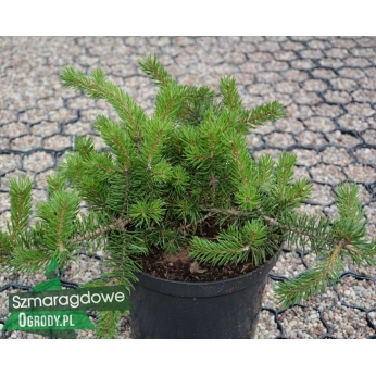 Sosna Banksa - ARCTIS - Pinus banksiana 