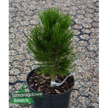 Sosna bośniacka - MINT TRUFFLE - Pinus leucodermis 