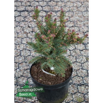 Świerk chiński - KÓRNIK - Picea asperata