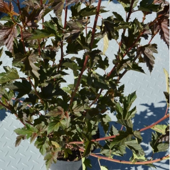 Pęcherznica kalinolistna - DIABOLO - Physocarpus opulifolius