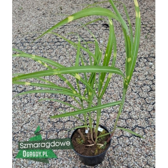 Miskant chiński - STRICTUS - Miscanthus sinensis