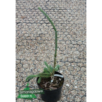 Świerk biały - FORT ANN - Picea glauca