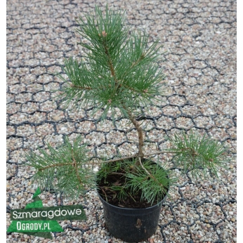 Sosna wydmowa -  Pinus contorta