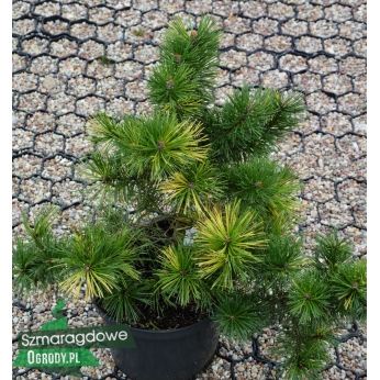 Sosna hakowata - TIGER - Pinus uncinata 
