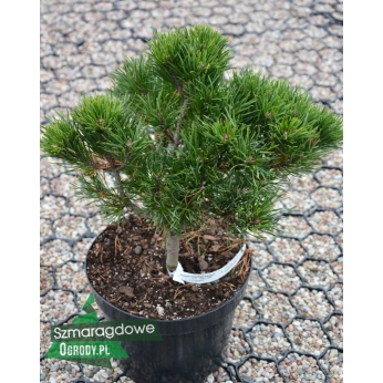 Sosna wirginijska - MARITON - Pinus virginiana