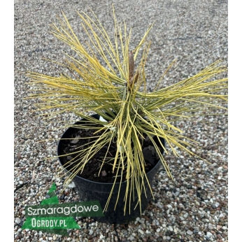 Sosna żółta - JAUNE - Pinus ponderosa