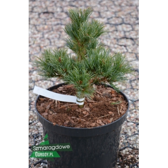 Sosna drobnokwiatowa - KORAKU  - Pinus parviflora  