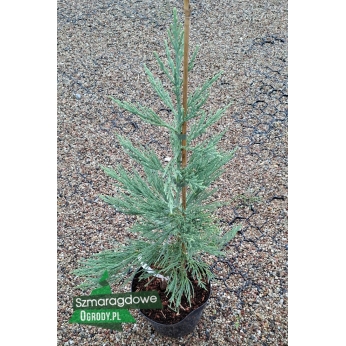 Mamutowiec olbrzymi (sekwoja ) - GLAUCA - Sequoiadendron giganteum