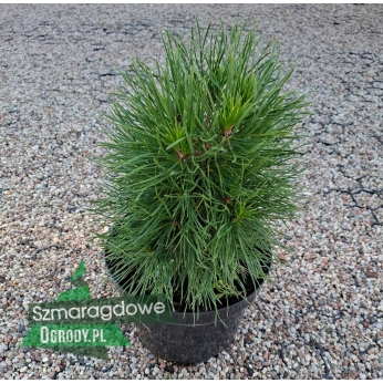 Sosna pospolita - GREEN PENGUIN- Pinus sylvestris 