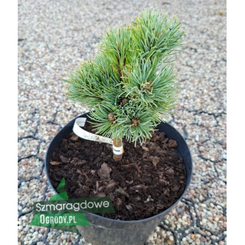 Sosna drobnokwiatowa - KINPO - Pinus parviflora