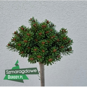 Jodła koreańska - SILBERPERLE - szczepiona na pniu 60-80cm