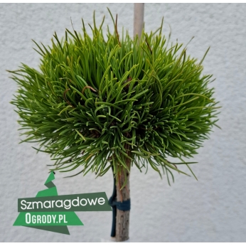 Sosna górska - RYSY - szczepiona na pniu 60-80cm