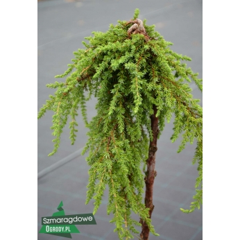 Jałowiec pospolity - GREENMANTLE - szczepiony na pniu 100cm - Juniperus communis