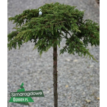 Jałowiec płożący - GREEN CARPET - szczepiony na pniu 100cm Juniperus horizontalis