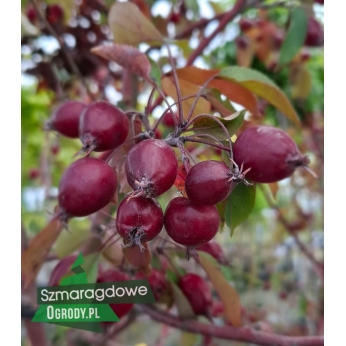 Jabłoń rajska - ROYALTY - Malus