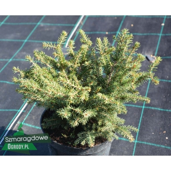 Świerk pospolity - NIDIFORMIS - Picea abies