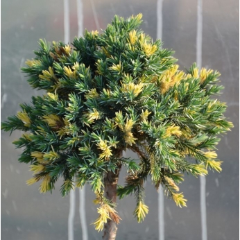 Jałowiec łuskowaty - FLOREANT - szczepiony na pniu 90-100cm - Juniperus squamata