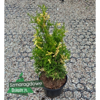 Żywotnik zachodni - KONFETTI - Thuja occidentalis