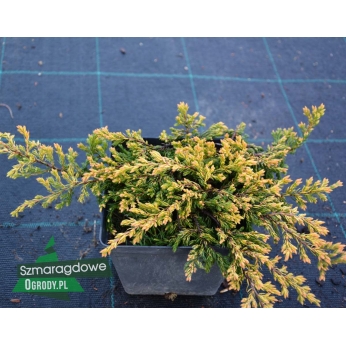 Jałowiec pospolity - GOLDSCHATZ - Juniperus communis