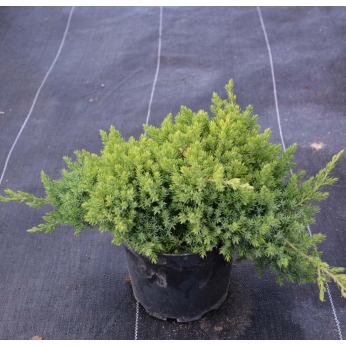Jałowiec rozesłany - NANA - Juniperus procumbens