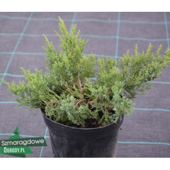 Jałowiec sabiński - TAMARISCIFOLIA - Juniperus sabina