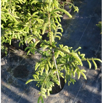 Świerk kaukaski - AUREOSPICATA - Picea orientalis