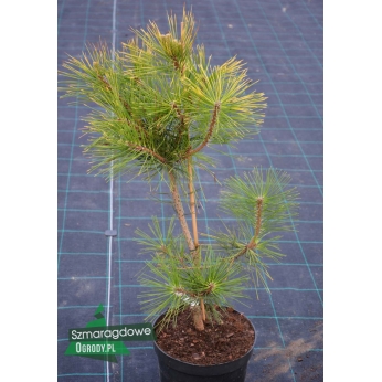 Sosna thunberga - OGON - Pinus thunbergii