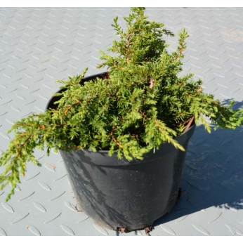 Jałowiec pospolity - GREEN CARPET - Juniperus communis