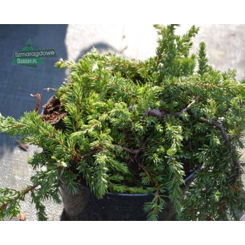 Jałowiec pospolity - GREENMANTLE - Juniperus communis 