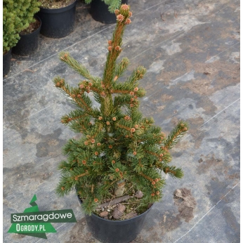 Świerk kłujący - LUCKY STRIKE - Picea pungens
