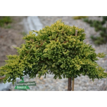 Jałowiec rozesłany - KISHIOGIMA  - juniperus procumbens - szczepiony na pniu 120cm