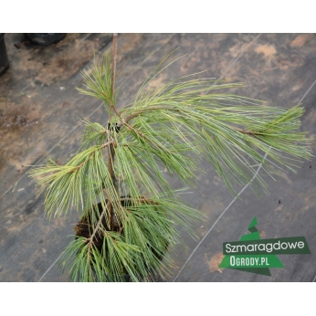 Sosna wejmutka - PENDULA - Pinus Strobus
