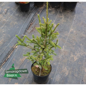  Świerk likiangeński var. purpurea - Picea likiangensis