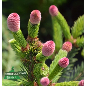 Świerk pospolity - ACROCONA - Picea Abies 