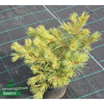 Sosna wejmutka - RADIATA - Pinus Strobus