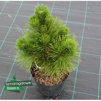 Sosna Thunberga - THUNDERHEAD - Pinus thunbergii 