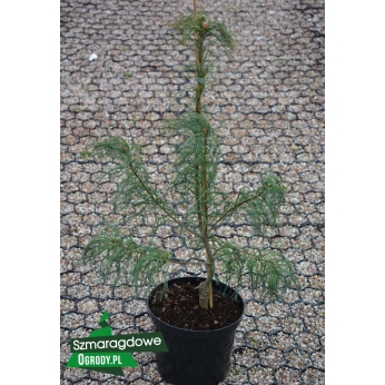 Sosna Wejmutka - TORULOSA - Pinus strobus [9855412]