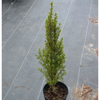 Jałowiec pospolity - ARNOLD - Juniperus communis 