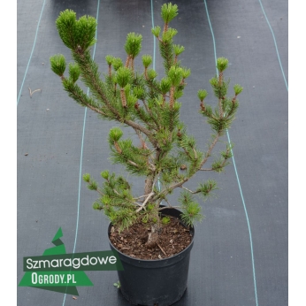 Sosna wydmowa - SPAAN'S DWARF - Pinus contorta