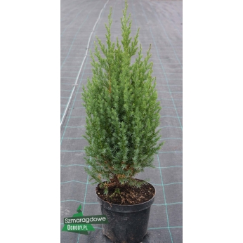 Jałowiec chiński - STRICTA - Juniperus chinensis