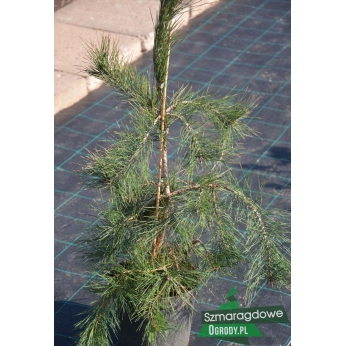Sosna gęstokwiatowa - PENDULA - Pinus densiflora 
