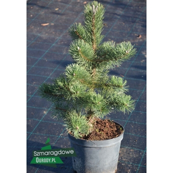 Sosna czarna - OREGON GREEN - Pinus nigra