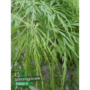 Klon palmowy - DISSECTUM - Acer palmatum 