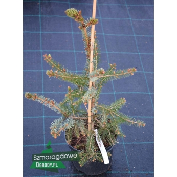 Świerk serbski - PENDULA - Picea omorica 
